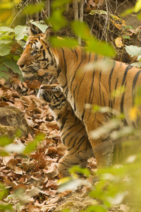 tiger